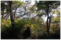 141122_泰光寺山.jpg