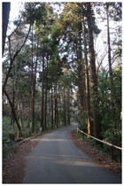 150111_林の中の道.jpg