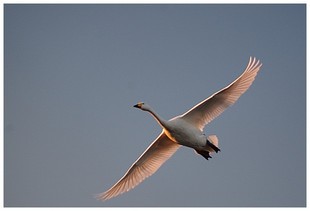 150111_SWAN.jpg