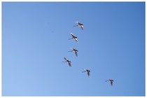 150211_Swan.jpg