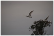 150301_SWAN.jpg