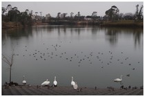 150307_調整池の白鳥.jpg