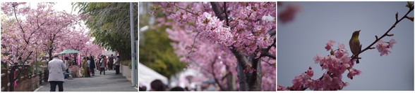 150314_坂川.jpg