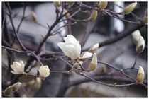 150314_木蓮.jpg