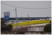 150314_江戸川堤.jpg