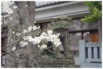 150314_白幡天神の狛犬.jpg