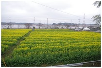 150320_菜の花.jpg