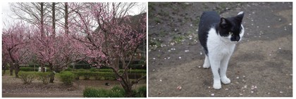 150321_袖ヶ浦公園梅林.jpg