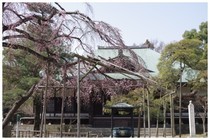 150322_東漸寺の梅.jpg
