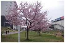 150328_桜1.jpg