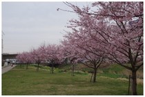 150328_桜2.jpg