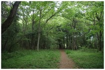 20150430_草深の森.jpg