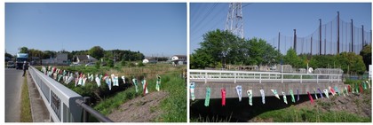 20150501_二重川の鯉のぼり.jpg