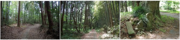 20150503_旧本埜村の林の中.jpg