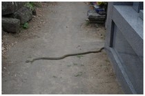 20150509_正文寺のヘビ.jpg