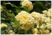 20150517_花咲く.jpg