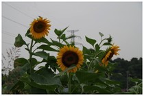 20150704_ひまわり.jpg