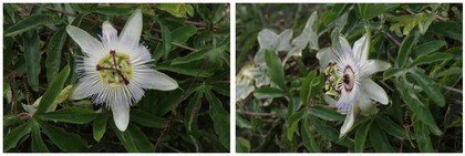 20150718_変な花.jpg