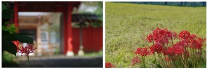 20150919_彼岸花_持宝院.jpg