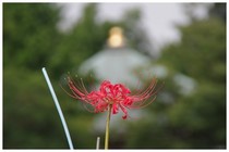 20150919_彼岸花_来迎寺.jpg