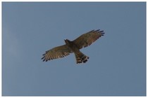 20150922_オオタカの森.jpg