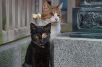 20150922_松戸神社.jpg