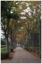 20151108_清水口歩道.jpg