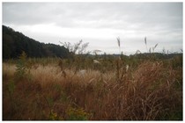 20151114_草原.jpg