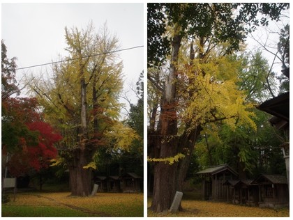 20151114_西福寺.jpg