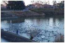 20160101_白鳥.jpg