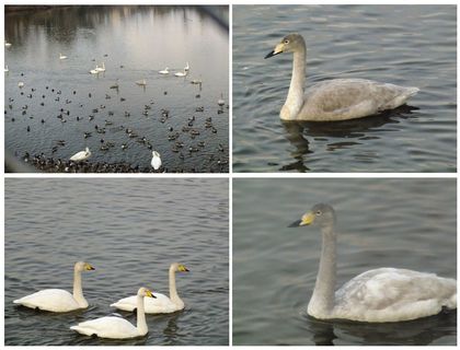 20160206_SWAN.jpg