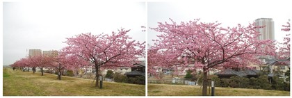 20160220_市川の桜堤.jpg
