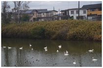 20160221_調整池.jpg