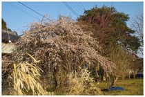 20160227_しだれ梅.jpg