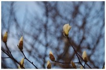 20160312_モクレン.jpg