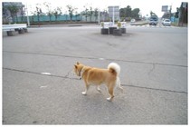 20160312_犬.jpg