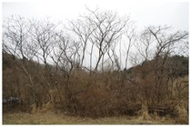 20160320_冬の木.jpg