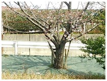 20160326_sakura.jpg