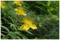 20160605_ビヨウヤナギ.jpg