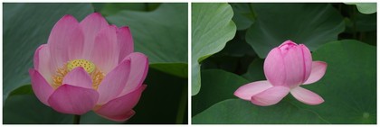 201606205_ハスの花.jpg
