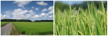 20160731_田んぼ.jpg