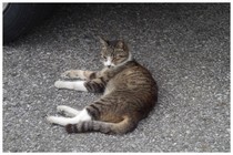 20160801_のんびり.jpg