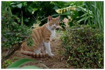 20160811_名内の猫.jpg