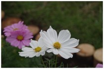 20160917_ゆいの花公園.jpg