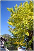 20161103_来迎寺火伏の公孫樹.jpg