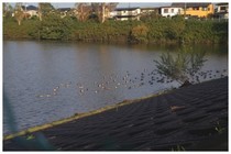 20161103_調整池.jpg
