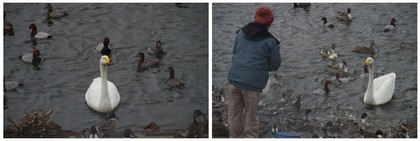 20161105_白鳥.jpg