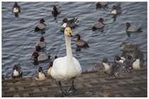 20161106_白鳥.jpg