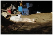 20161112_猫.jpg