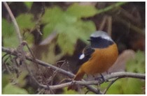 20161123ジョウビタキ.jpg